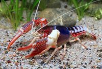 Polemik Lobster : Untungkan Rakyat atau Pengusaha? (Foto : Pinterest)