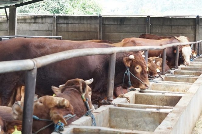 Kementan Berupaya mewujudkan satu data peternakan dan kesehatan hewan menuju satu data pertanian hingga satu data Indonesia, (Foto : Instagram @sapijalu)