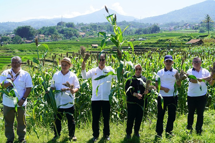 Bapanas dorong konsumsi sorgum dan singkong demi kurangi ketergantungan beras dan reformasi ekonomi pangan nasional berbasis sumber daya lokal.   (Dok. Bapenas)