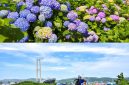 Distrik Namgu di Kota Ulsan akan menggelar Festival Hydrangea Jangsaengpo Kelima dan meluncurkan Whale Kart.